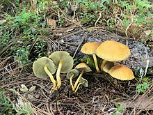 Hypholoma fasciculare Queteraro.jpg