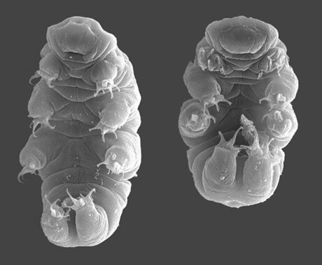 Tardigrada