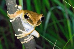 Hypsiboas lanciformis.jpg