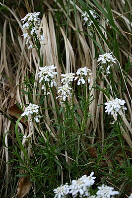 Evergreen candytuft (Iberis sempervirens)