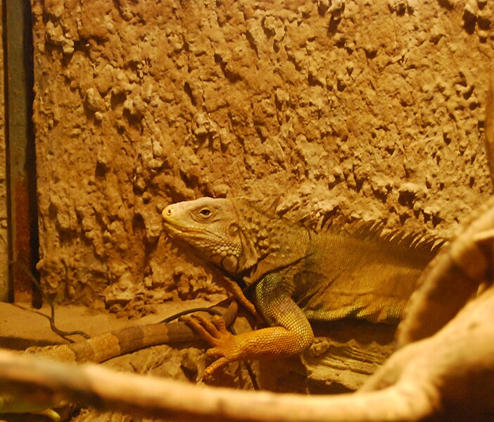 File:Iguana iguana at Beijing Zoo.JPG