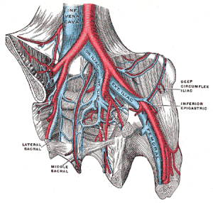 Schema artere iliaque