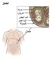 تصغير للنسخة بتاريخ 22:01، 16 فبراير 2017