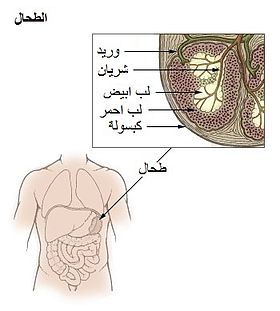 طحال ويكيبيديا