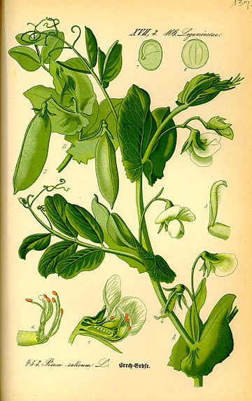 Lathyrus oleraceus