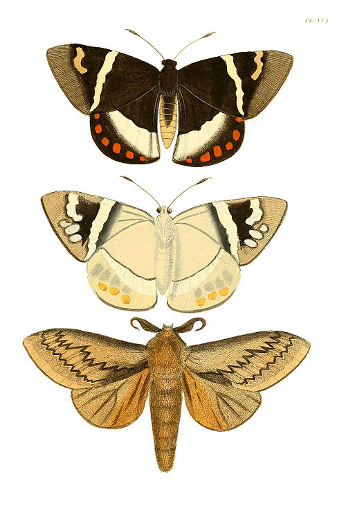 Illustrations of Exotic Entomology I 16.jpg