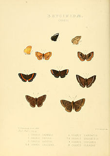 <i>Chalodeta</i> Genus of butterflies