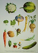 Zöldségek