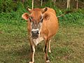 Thumbnail for File:Indian Cow.jpg