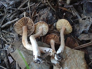 <i>Inocybe griseolilacina</i> Species of fungus