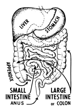 Intestine's anatomy