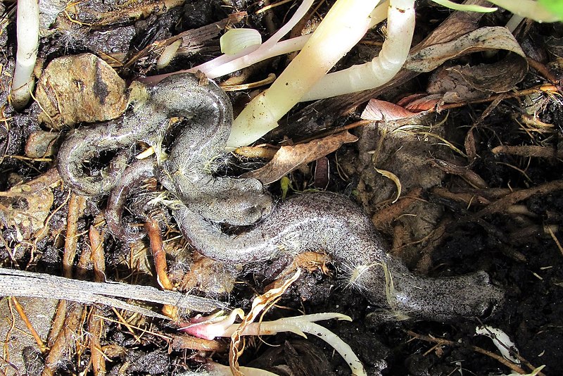 File:Inyo Mountains Salamander imported from iNaturalist photo 33477638 on 20 April 2022.jpg