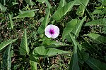 Miniatura para Ipomoea aquatica