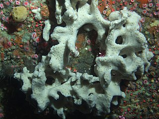 <i>Ircinia</i> genus of sponges