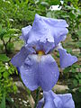 Iris germanica11.jpg