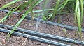 Leaks in micro-irrigation drip lines