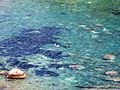Isola Bella-Taormina-Messina-Sicilia-Italy - Creative Commons by gnuckx (3816882769).jpg