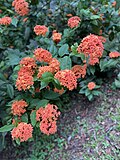 Vignette pour Ixora chinensis