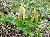 Jack in the Pulpit (Arum maculatum) can use thermogenesis to attract flies. They are then trapped and covered in pollen before being eventually released. Jack in the Pulpit (Arum maculatum) - geograph.org.uk - 1288449.jpg