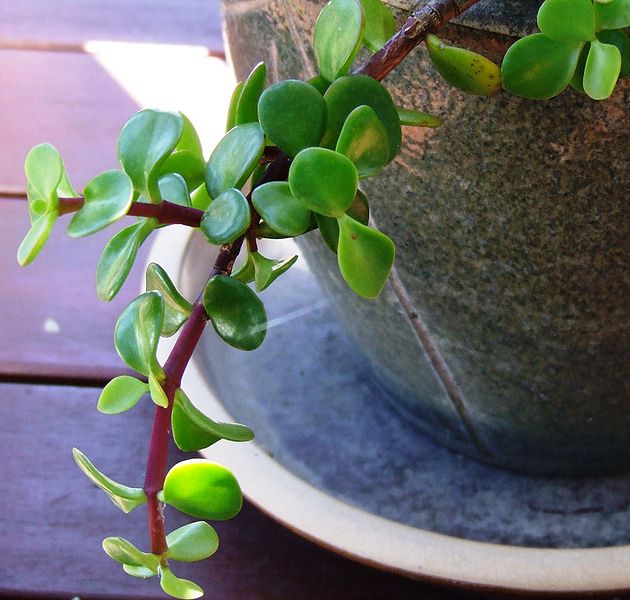 File:Jade in a pot.jpg