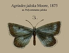 JalokaMoore1875OD.JPG