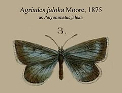 Description de l'image JalokaMoore1875OD.JPG.