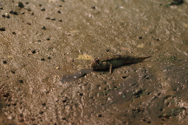 File:Japan fish, Shuttles hoppfish (Periophthalmus modestus) (15748472986).jpg