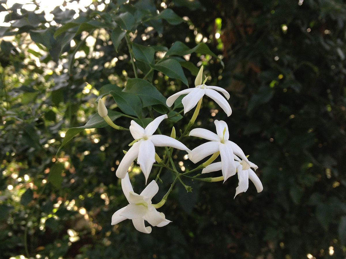 Jasminum tortuosum