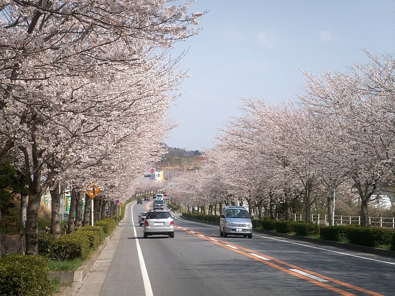 File:Joso-fureai-road cherryblossom.jpg