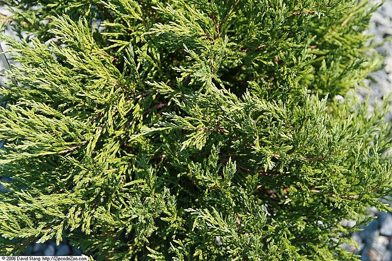 File:Juniperus horizontalis Andorra Compacta 1zz.jpg