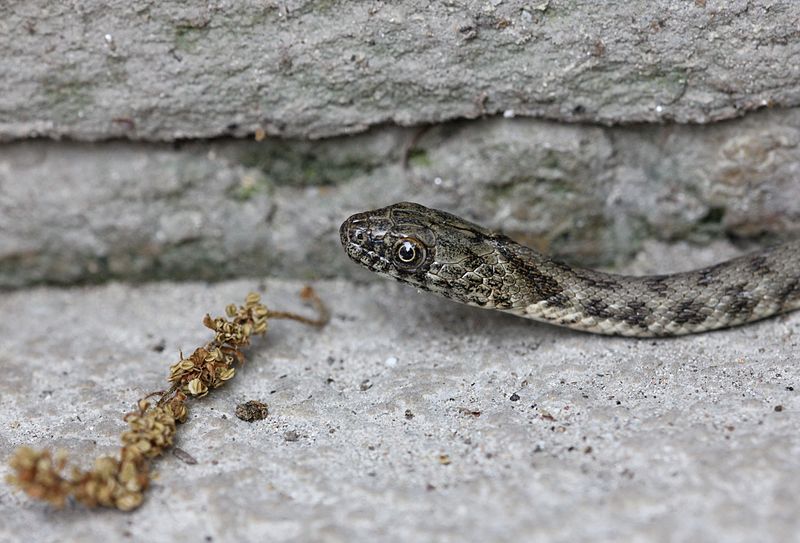 File:Juvenile Natrix tessellata Isola di San Pancrazio.jpg