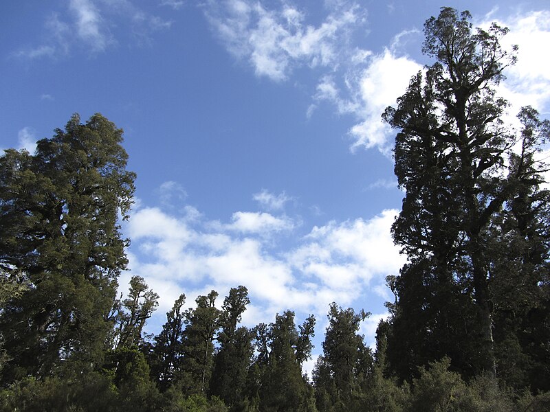 File:Kahikatea forest (6709576613).jpg