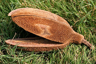 330px-Kanak_Champa_%28Pterospermum_acerifolium%29_in_Hyderabad_W_IMG_7134.jpg