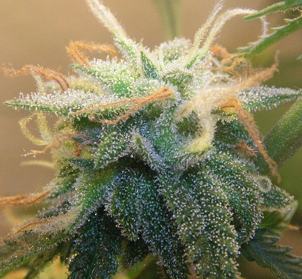 The bracts surrounding a cluster of Cannabis sativa flowers are coated with cannabinoid-laden trichomes.