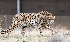 Kooshki (Iranian Cheetah) 05.jpg