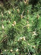 Pin de montagne ou pin mugo(Pinus mugo).