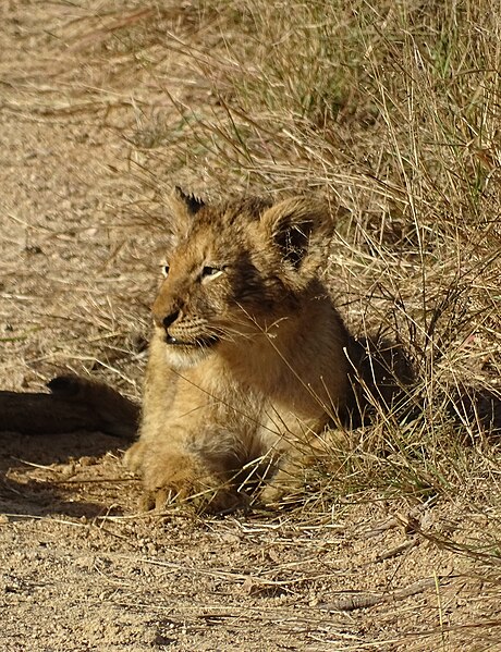 File:Kruger Park Lion 13.jpg