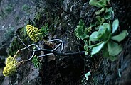 Aeonium holochrysum