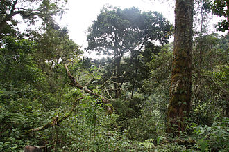 Forest in the park La Amistad International Park.JPG