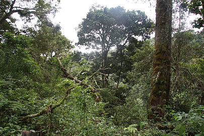 Parque Internacional La Amistad Compartido con la provincia de Limón y la República de Panamá, es el parque nacional más grande de Costa Rica. Protege la Cordillera de Talamanca, fue declarado en 1983 Patrimonio de la Humanidad por la UNESCO, y Parque Internacional de la Paz en 1988.