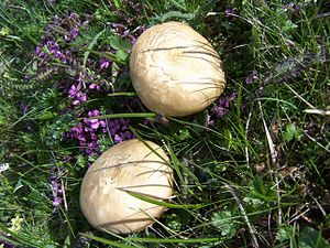 Reticulated willow milkling (Lactarius salicis-reticulatae)