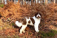 Lagotto et blanc adulte.jpg marron