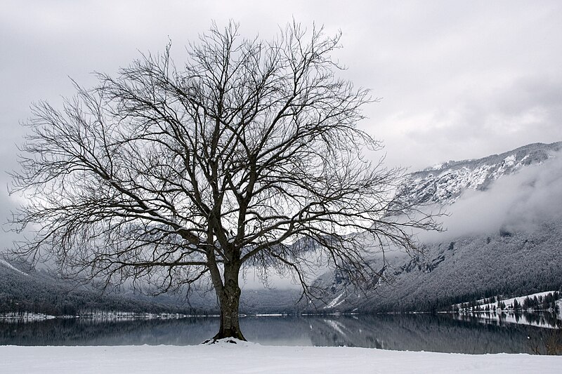 File:Lake Bohinj in Winter.jpg