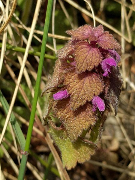 File:Lamium purpureum 123646494.jpg