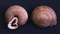 Two shells of Labyrinthus umbrus Lampadion umbrus 001.jpg