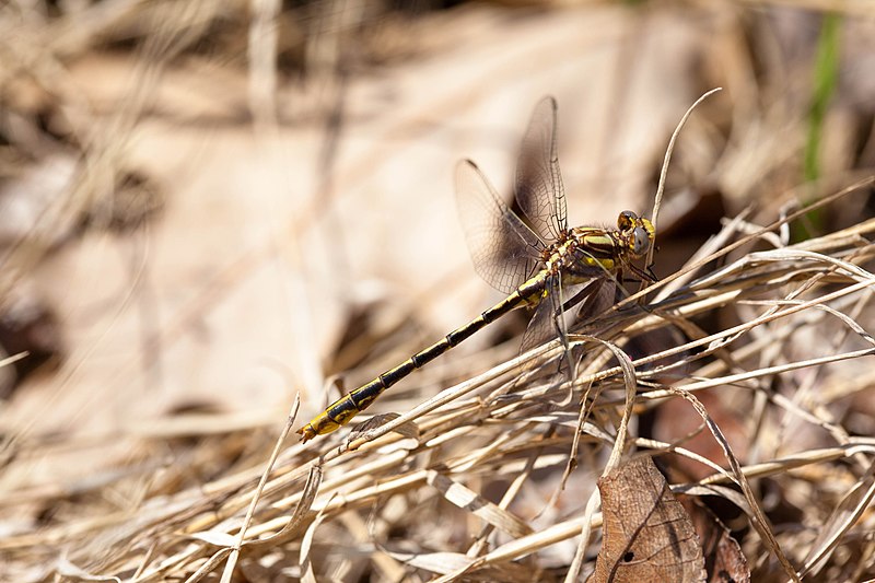 File:Lancet clubtail (25002582796).jpg