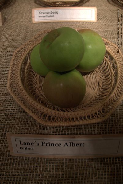 File:Lane's Prince Albert.jpg