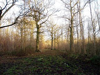 Langley Wood, Cambridgeshire