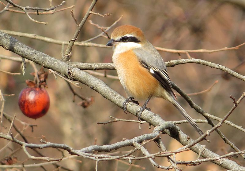 File:Lanius bucephalus (male).JPG