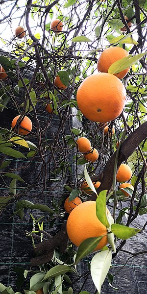 File:Laranja do Pinhão 02.jpg